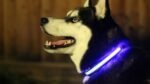 LED Light Up Dog Collar - Image 2